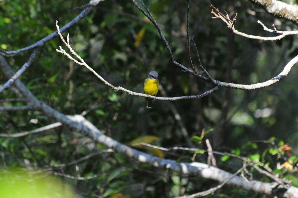 Broken River Mountain Resort Eungella Exteriér fotografie